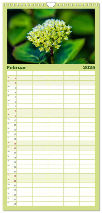 Prachtvolle Gartenhortensie (CALVENDO Familienplaner 2025)