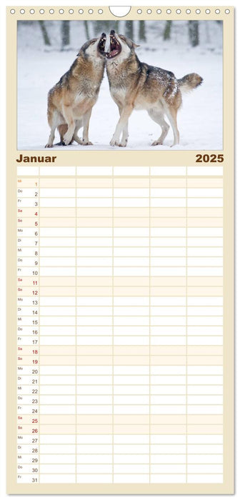 Mit dem Wolf durch's Jahr (CALVENDO Familienplaner 2025)