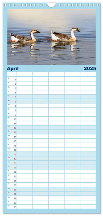 Boarisch g'schaut - Vom Haarsee bis zum Isarwinkel (CALVENDO Familienplaner 2025)