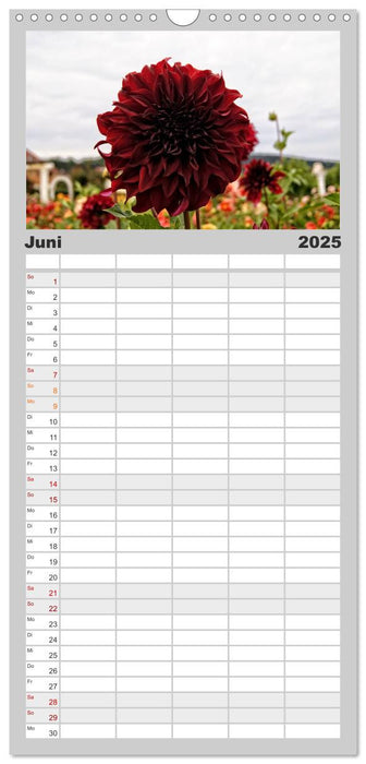 Zauberhafte Dahlienblüten (CALVENDO Familienplaner 2025)