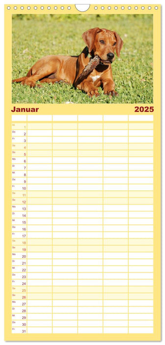 Rhodesian Ridgeback Terminkalender (CALVENDO Familienplaner 2025)