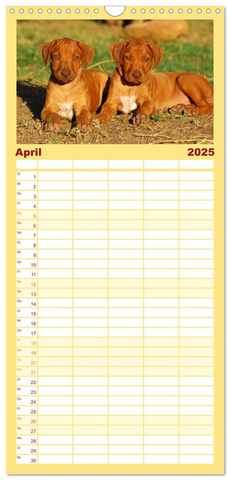 Rhodesian Ridgeback Terminkalender (CALVENDO Familienplaner 2025)