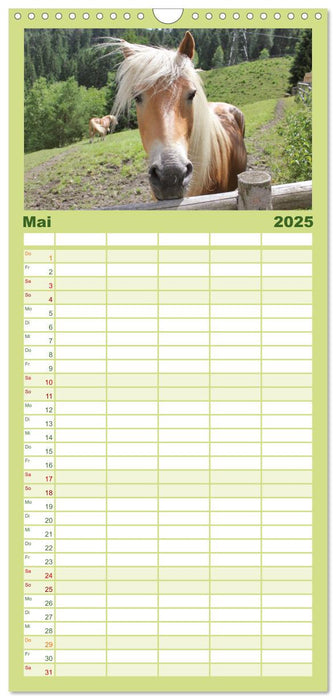 Alpenpferde (CALVENDO Familienplaner 2025)