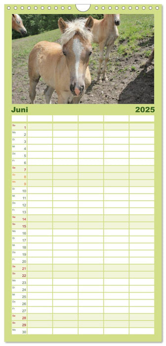 Alpenpferde (CALVENDO Familienplaner 2025)