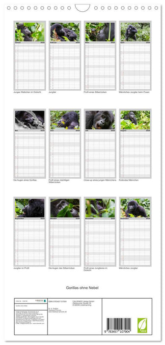 Gorillas ohne Nebel (CALVENDO Familienplaner 2025)