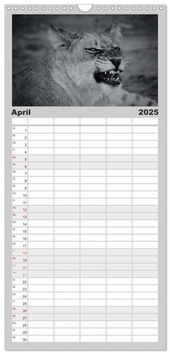 Löwen schwarz weiß (CALVENDO Familienplaner 2025)