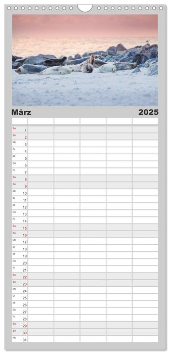 Kegelrobben - Die Kegelrobben von Helgoland (CALVENDO Familienplaner 2025)