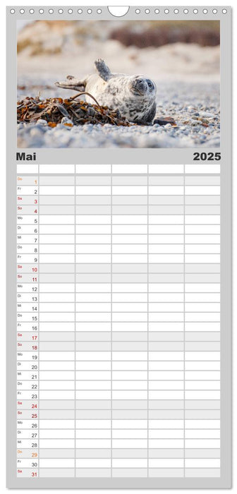 Kegelrobben - Die Kegelrobben von Helgoland (CALVENDO Familienplaner 2025)