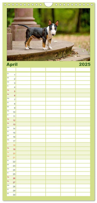 Einmal Bullterrier - immer Bullterrier (CALVENDO Familienplaner 2025)