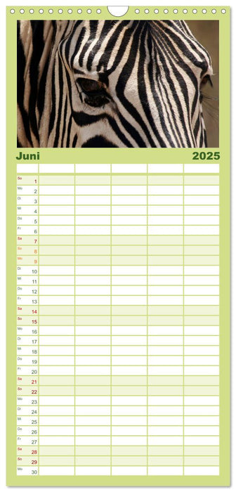Zebras - Faszination der Wildnis (CALVENDO Familienplaner 2025)