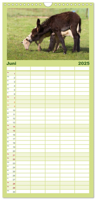 Das Esel-Paradies - Hunde und andere Feunde (CALVENDO Familienplaner 2025)