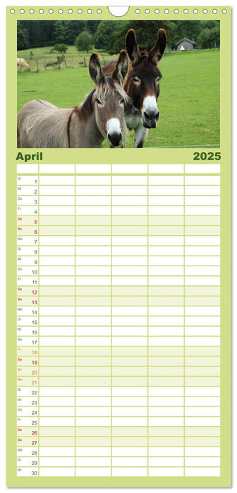 Esel - liebenswerte Langohren (CALVENDO Familienplaner 2025)