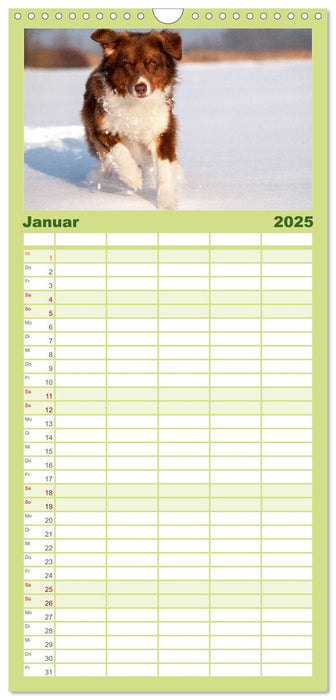 Australian Shepherd (CALVENDO Familienplaner 2025)
