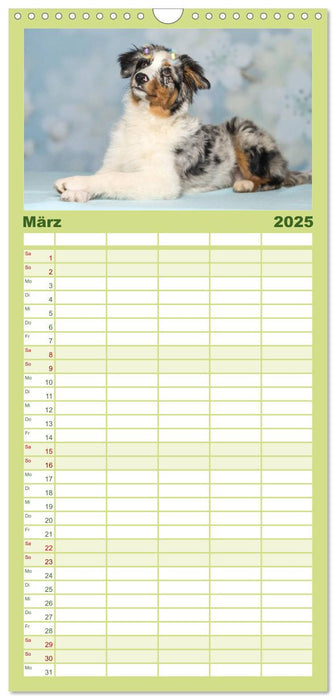 Australian Shepherd (CALVENDO Familienplaner 2025)