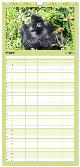 Berggorillas - die sanften Riesen (CALVENDO Familienplaner 2025)