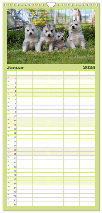 Husky Welpen (CALVENDO Familienplaner 2025)