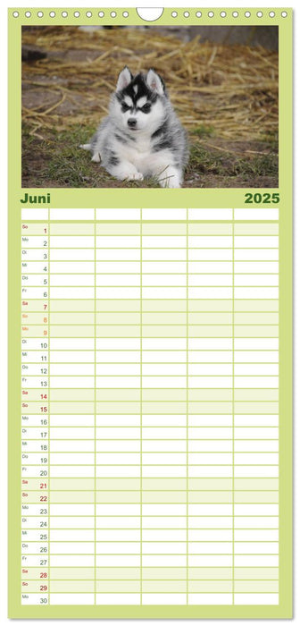 Husky Welpen (CALVENDO Familienplaner 2025)