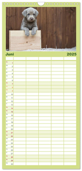 Labrador Welpen (CALVENDO Familienplaner 2025)