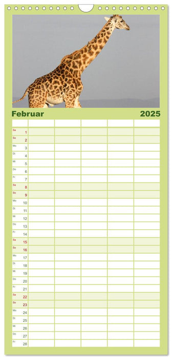 Giraffen (CALVENDO Familienplaner 2025)