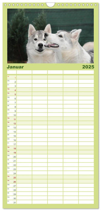 Siberian Husky - der Urtyp (CALVENDO Familienplaner 2025)