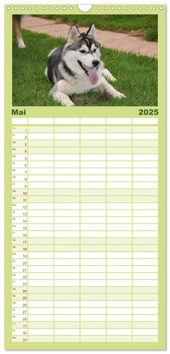 Siberian Husky - der Urtyp (CALVENDO Familienplaner 2025)