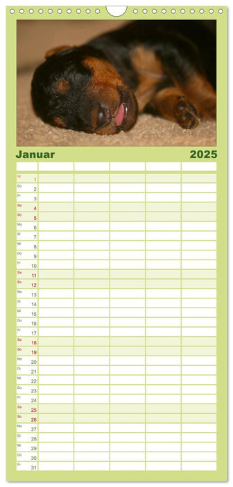 Airedale Terrier Welpen (CALVENDO Familienplaner 2025)