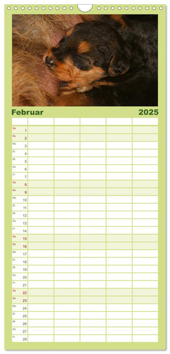 Airedale Terrier Welpen (CALVENDO Familienplaner 2025)
