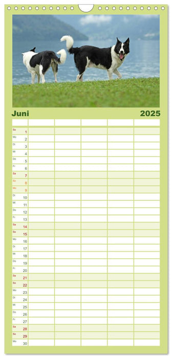 Der Bordercollie-Kalender (CALVENDO Familienplaner 2025)