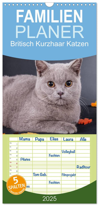 Britisch Kurzhaar Katzen (CALVENDO Familienplaner 2025)