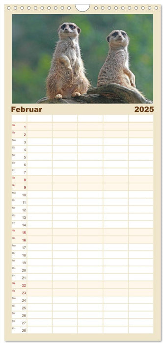 Erdmännchen (CALVENDO Familienplaner 2025)