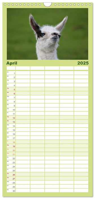 Lama-Kalender (CALVENDO Familienplaner 2025)