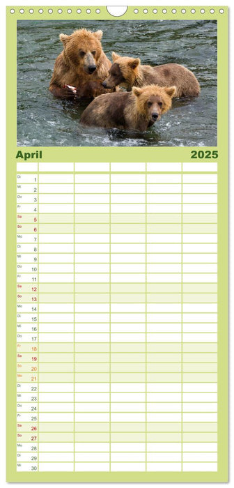 Grizzlys - Der Kalender (CALVENDO Familienplaner 2025)