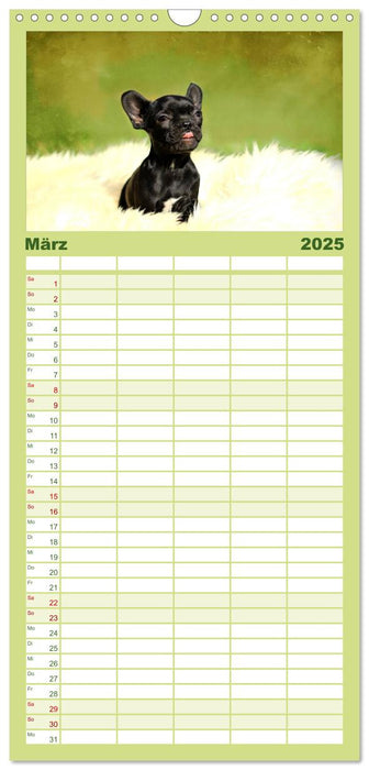 Französische Bulldoggen (CALVENDO Familienplaner 2025)