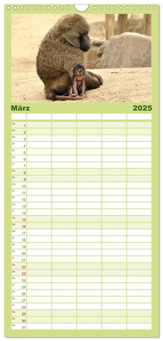 Kleine Schelme - Tierbabys (CALVENDO Familienplaner 2025)