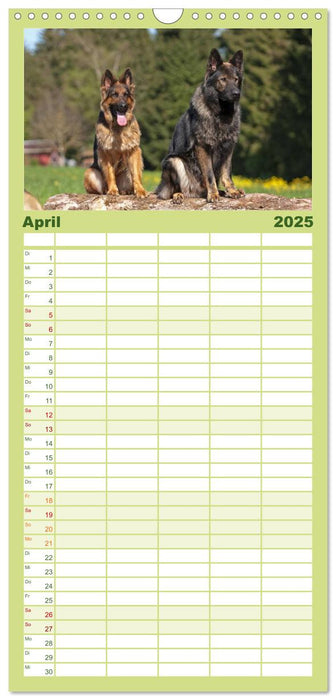 Der Schäferhunde Familienplaner hoch (CALVENDO Familienplaner 2025)
