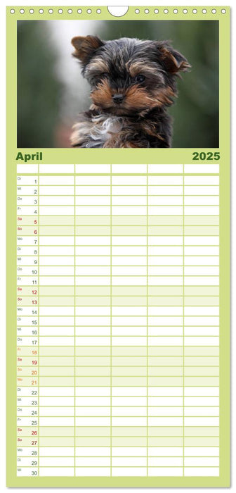 Der Hundewelpen-Geburtstagskalender (CALVENDO Familienplaner 2025)