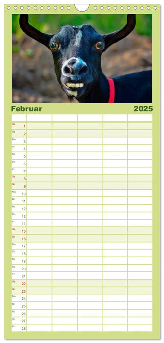 Lustig und verrückt - der ganz andere Tierkalender (CALVENDO Familienplaner 2025)