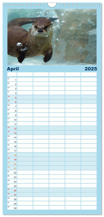 Otter. Frech, laut und clever (CALVENDO Familienplaner 2025)