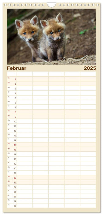 Füchse in freier Natur (CALVENDO Familienplaner 2025)