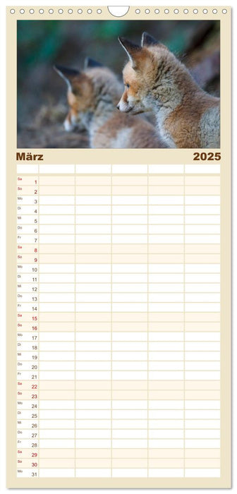 Füchse in freier Natur (CALVENDO Familienplaner 2025)