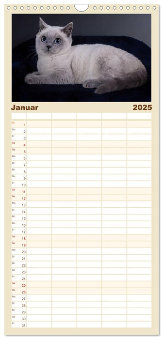 Britisch Kurzhaar Katzen (CALVENDO Familienplaner 2025)