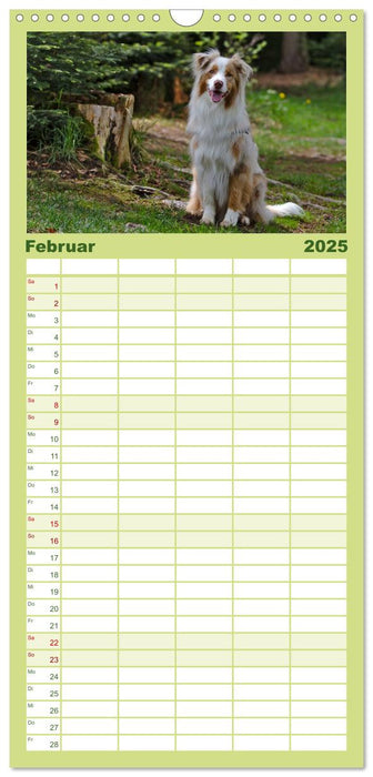 Australian Shepherd - Augenblicke (CALVENDO Familienplaner 2025)