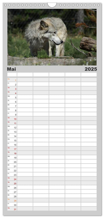 Wölfe. Graue Eminenzen (CALVENDO Familienplaner 2025)