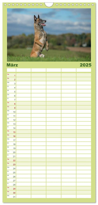 Belgischer Schäferhund - Der Malinois in Action (CALVENDO Familienplaner 2025)