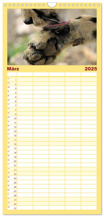 Raubkatzen (CALVENDO Familienplaner 2025)