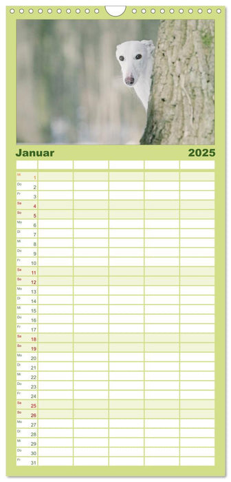 Der Windhundekalender (CALVENDO Familienplaner 2025)