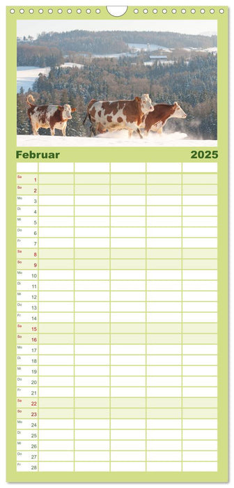 Alpenfleckvieh (CALVENDO Familienplaner 2025)