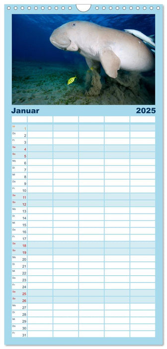Tauchen im Roten Meer 2025 (CALVENDO Familienplaner 2025)