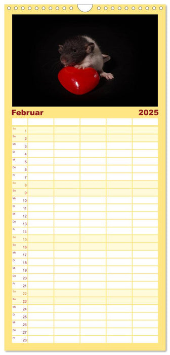 Fellnasen. Die bunte Welt der Farbratten. (CALVENDO Familienplaner 2025)