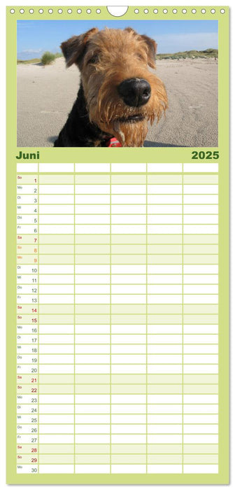 Airedale Terrier (CALVENDO Familienplaner 2025)